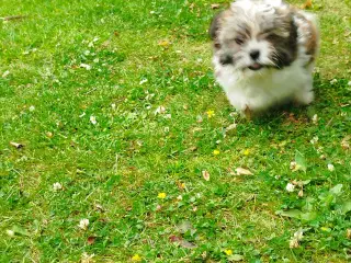 shih tzu piger