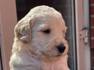 Goldendoodle hvalpe 