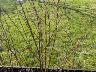 12 x Spirea hæk planter