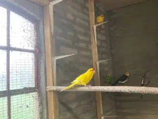 Flotte gule Gedeparekitter unger 