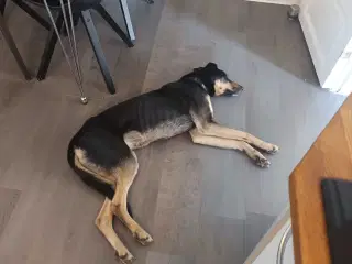 Fantastisk hanhund sælges 
