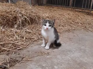 Kattekillinger 