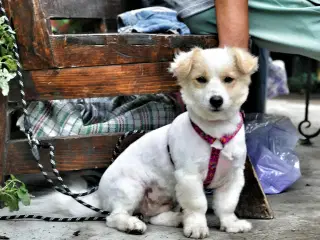 Molly - kærlig glad pige leder efter sit hjem