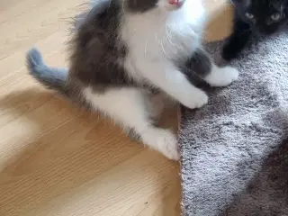 Søde Katte killinger.