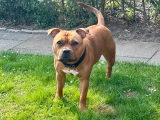 Staffordshire Bull Terrier tæve udstationeres