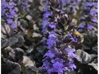Flotte nemme Krybende Læbeløs