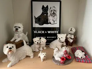 West highland white terrie div.