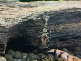 Caridina racoon tiger rejer 