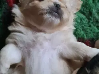 Pekingeser 2 piger og 1 dreng