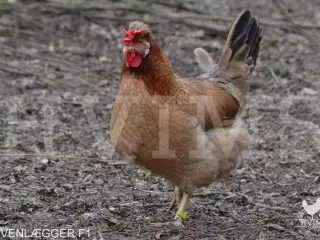 Høner og haner