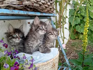 Maincoon/Norsk skovkat 