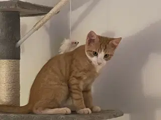Stor Kattekilling 