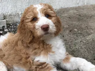 Labradoodle hvalpe Multigen 