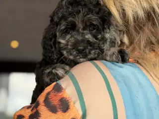 Amerikanske merle cockapoo