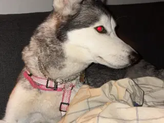 Husky hunhund 