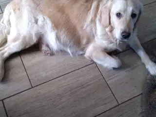 Verdens smukkeste Golden Retriever
