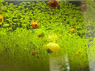 🐌 Orange Posthornsnegle – Unge voksne 