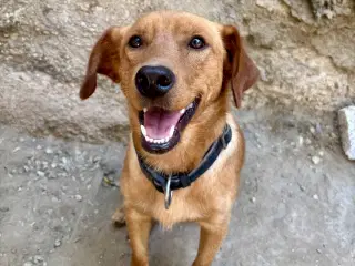 Zeus søger familie! 🩵