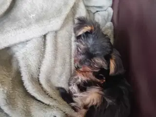 Yorkshire terrier 