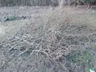 Troldhassel, lærkegrene og troldpil