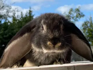 FRANSK VÆDDER HAN SORT OTTER