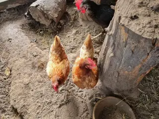 3 Høns tilsalg