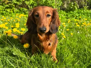 AVL - langhåret dværggravhund 