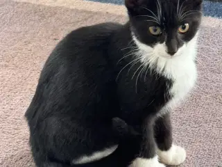 Kattekillinger