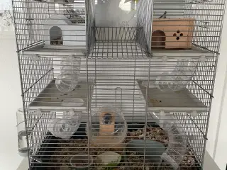 Hamster, bur og alt i tilbehør