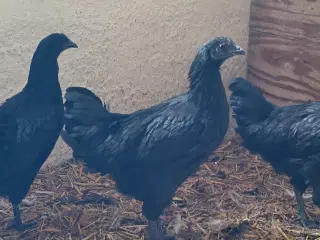 Ayam Cemani høner