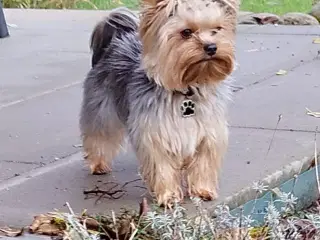 AVL yorcshire terrier 