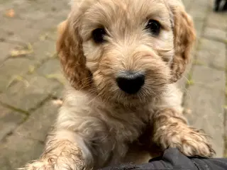 Cockapoo/cockerpoo/doodle