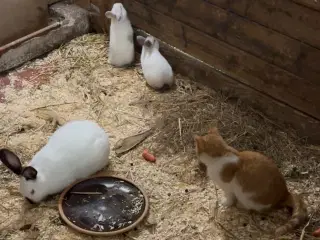 California white hun kanin