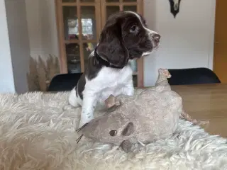 Ft springer spaniels hvalpe med stamtavle 