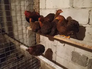 Dværghøns