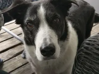 Blandings hund, border collie eller retriver