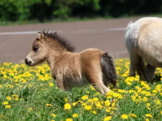 Buckskin shetlandspony hingsteføl fra 25. 