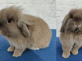 Kaniner søger nye hjem 