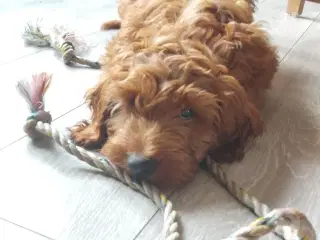 Cockapoo hvalpe 
