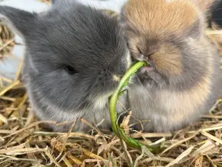 Kaninunger