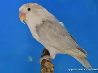 Rødhovedet dværgpapegøje