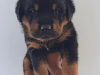 Rottweiler hvalpe 