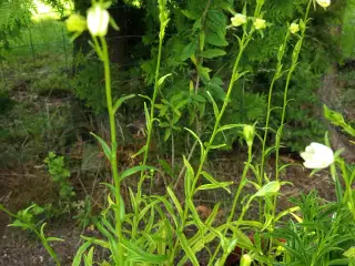 Campanula. Smalbladet Klokke. Persicifolia Alba