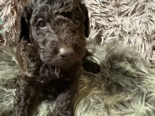 Goldendoodle til jul 