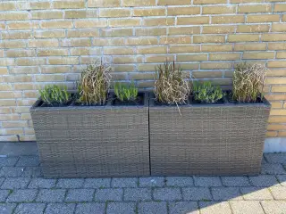 Stokkand plante kasser