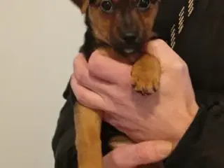 Chihuahua/Jack Russell blandingshvalp sælges