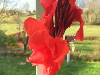 Canna planter.