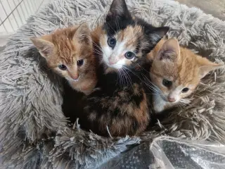 2 røde hankatte og 1 hunkat