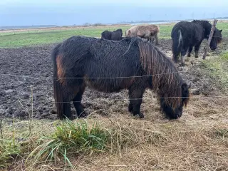 Super fin shetlænder hoppe plag 