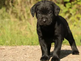 Labrador Hvalpe sorte